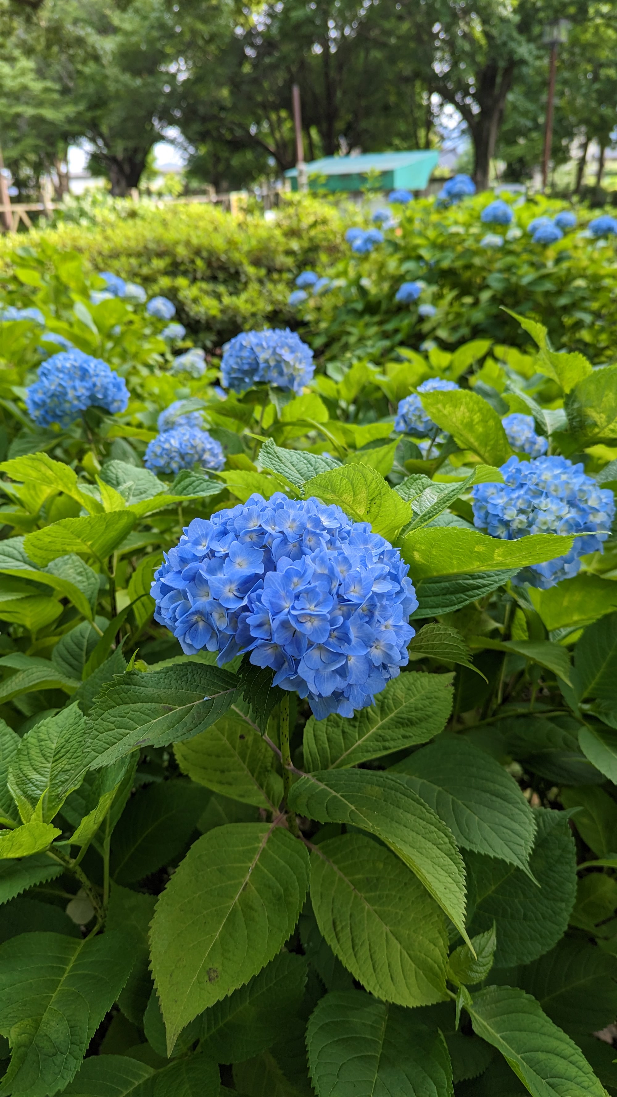 Hydrangea (Ajisai) garden, May 2025.